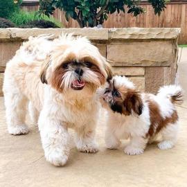 Sch?ne Shih Tzu Welpen