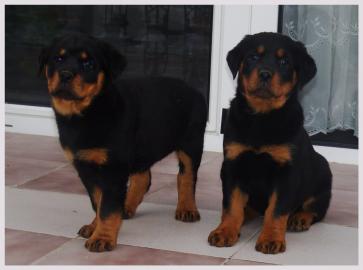 Kr�ftige ADRK Rottweilerwelpen abzugeben