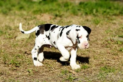 Deutsche Dogge  Welpen