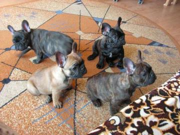 S��en Franz�sische Bulldogg Welpen