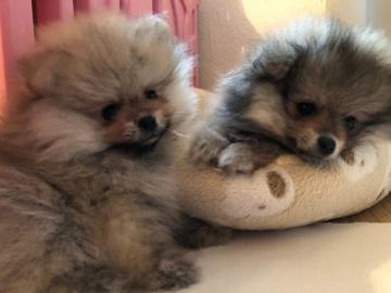 4 Pomeranian, Zwergspitz