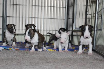 Wundersch�ne Miniatur Bullterrier Welpen