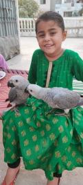 Erh�ltlich Graupapageien mit Papieren wh