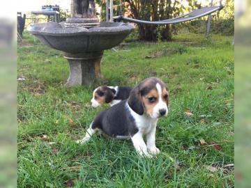 Wundersch�ne Beagle Welpen mit Papiere