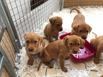Labrador Retriever Welpen