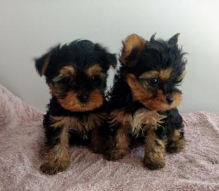 Yorkshire Terrier Welpe