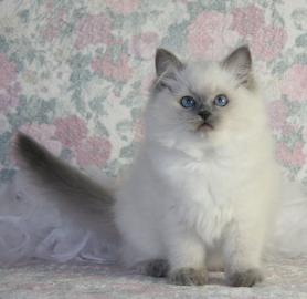 Sch�ne TICA Ragdoll Kitten