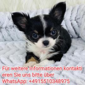 Chihuahua Welpe/WhatsApp:+4915510348975