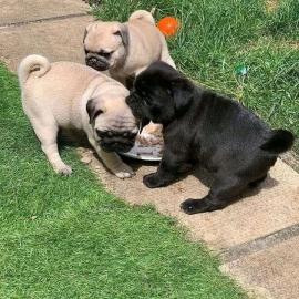 Liebevoller Teacup-Mops verf?gbar