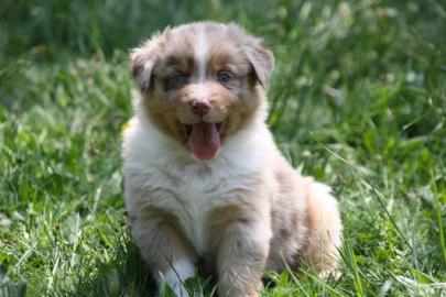 Traumhafte Australian Shepherd