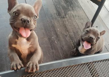 Franz�sische bulldogge welpen