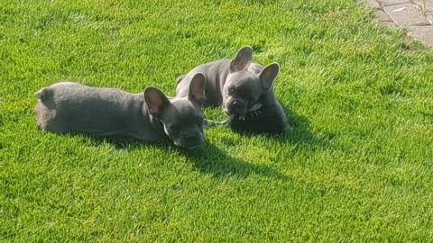Franz�sische bulldogge welpen