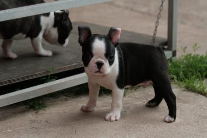 Boston Terrier Welpen /R�de VDH/KfT Abga