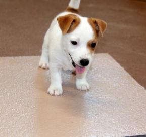 Jack Russell Welpen
