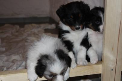 Mini Australien Shepherd Welpen