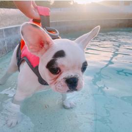 franz�sische bulldogge welpen