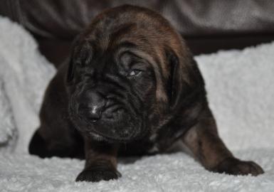Fila Brasileiro