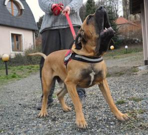 Fila Brasileiro