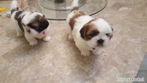 Wundersch?ne Shih Tzu Welpen