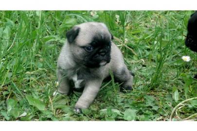 Mops Welpen