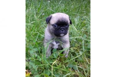 Mops Welpen