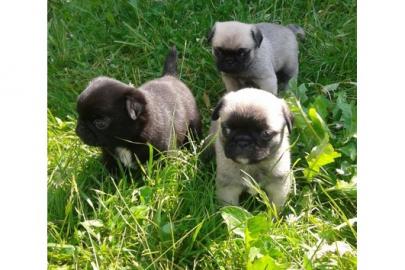 Mops Welpen