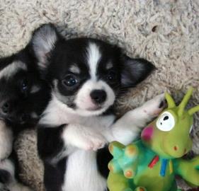 Wundersch�ne -Chihuahua- Welpen