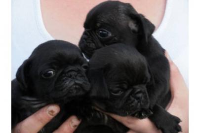 ***Mopsalarm***Kleine reinrassige Mops W