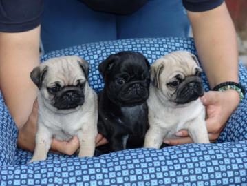 ***Mopsalarm***Kleine reinrassige Mops W