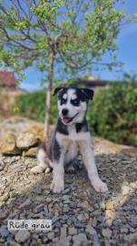 S��e Siberian Husky Welpen