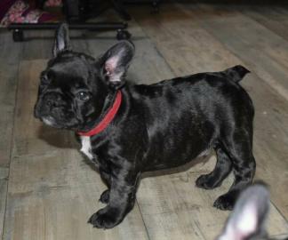 Franz�sische Bulldoggen Blue / Blue red