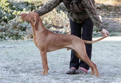 Kurzhaariger Ungarischer Vorstehhund Wel
