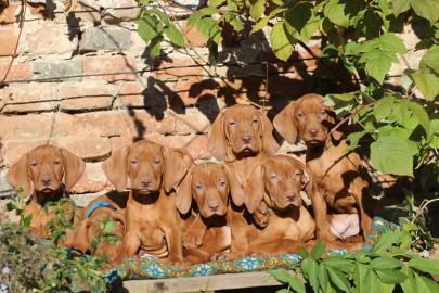 Kurzhaariger Ungarischer Vorstehhund Wel