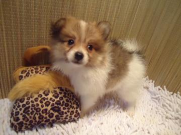Zwergspitz / Pomeranian Welpen zu verkau