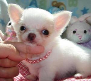 chihuahua Reinzucht