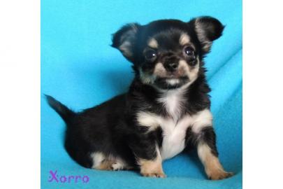 Bildsch�ne Chihuahuas Welpen (Weibchen/
