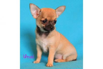 Bildsch�ne Chihuahuas Welpen (Weibchen/
