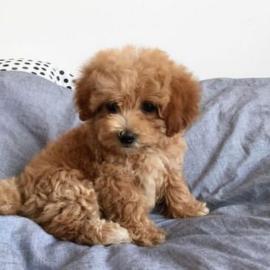 Intelligente Maltipoo-Welpen **KOSTENLOS