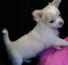 Mini Chihuahua Welpen