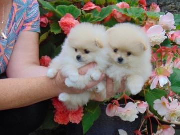 Teeny Tiny Creme pomeranian 6703080656
