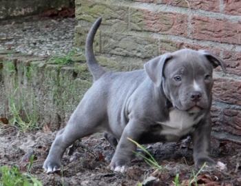 Sehr sch�ne American Bully Welpen