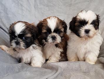 Shih Tzu Welpen mit Papieren whatsapp Nu