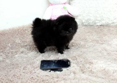 Reinrassige zwergspitz / pomeranian welp