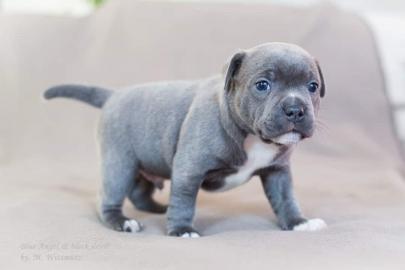 Rednose American Pit Bull Terrier