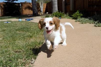 Cavalier King Charles Welpen zu gehen