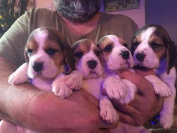 Wundersch�ne Beagle Welpen mit Papieren
