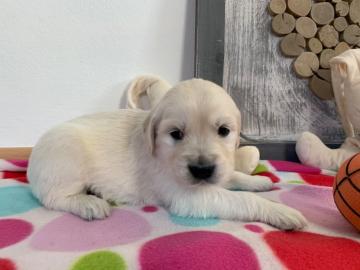 Golden Retriever Welpen abzugeben