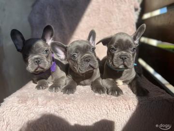 Franz?sische Bulldogge Welpen