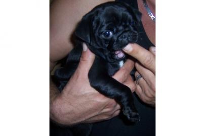 wundersch�ne Mini Mops Welpen