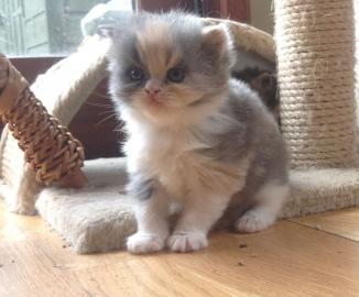 Perserkitten m.  Papieren